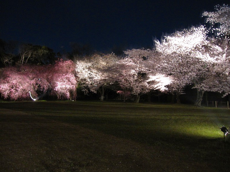 二条城の夜桜_e0237645_14593145.jpg