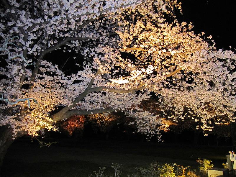 二条城の夜桜_e0237645_1501490.jpg