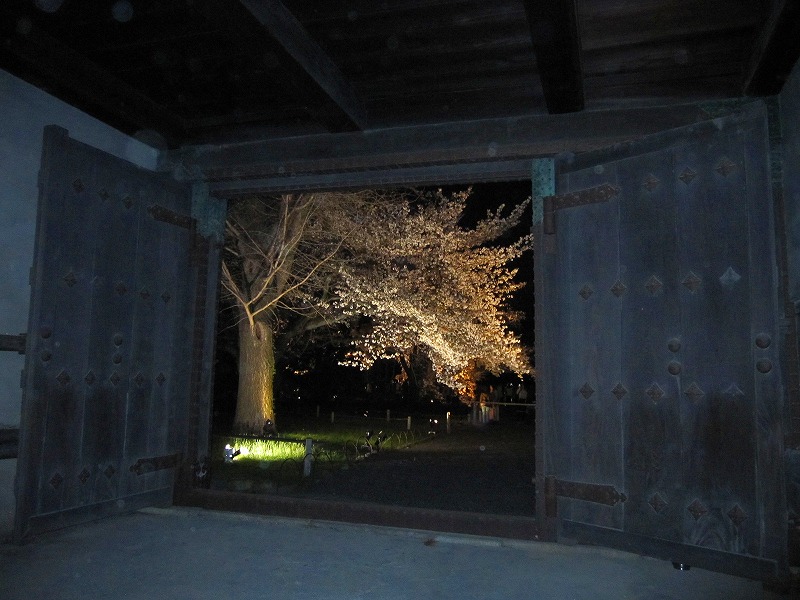 二条城の夜桜_e0237645_150328.jpg