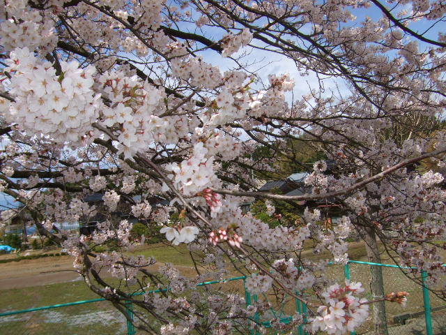 桜、満開！_d0166047_1795628.jpg