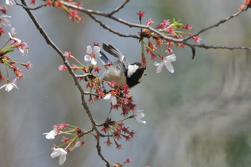 シジュウカラ・・・桜の中で_c0233349_16201195.jpg