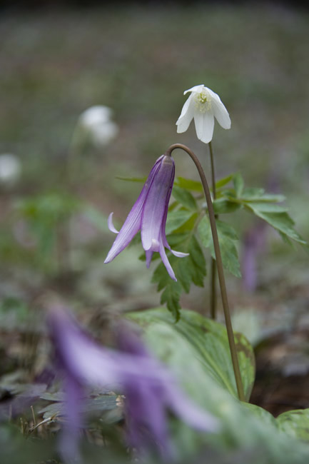 「カタクリの花」_f0089349_8593723.jpg