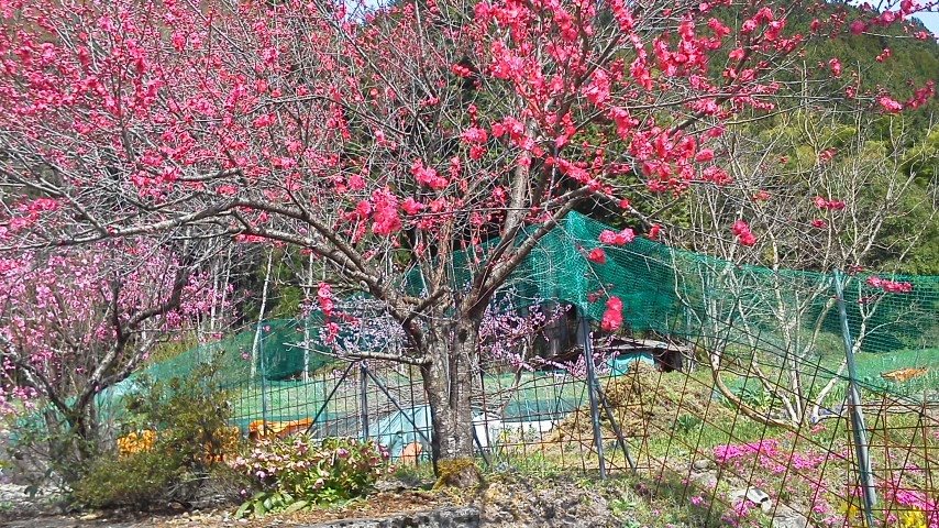 a0055650_039218.jpg