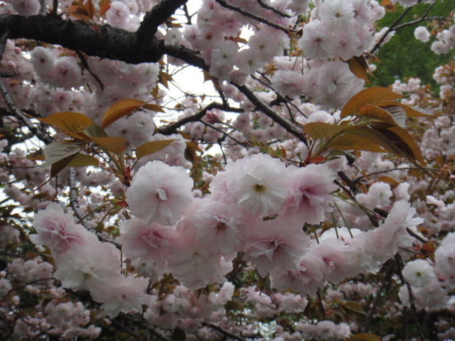 f0036857_17392785.jpg