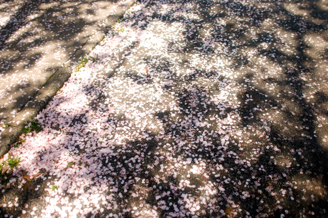 f0176458_1036896.jpg
