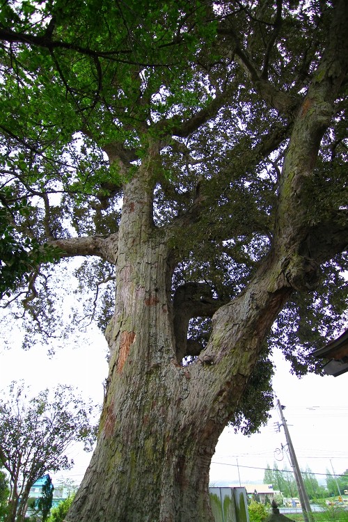 嬉しくない伝説を持つ宮原菅原神社のいちいがし_b0123359_22505849.jpg