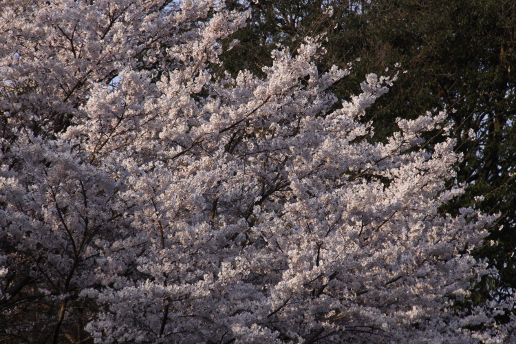 c0202860_7143097.jpg