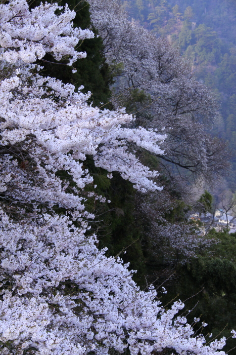 c0202860_718778.jpg