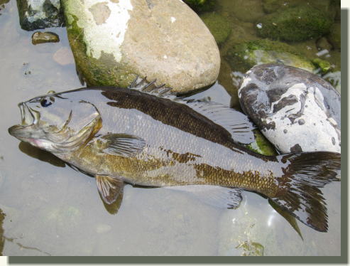 ブラックバス エビ飼っちゃった