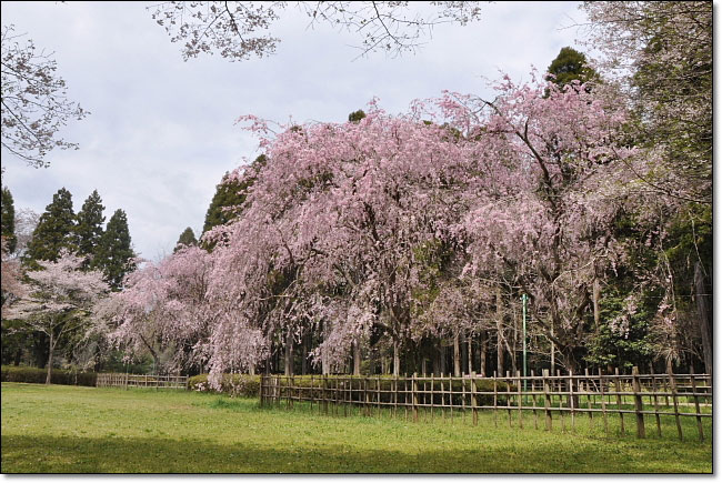 桜 千葉市 泉自然公園 そよ風になって