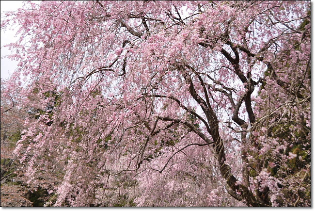 桜・・・千葉市・泉自然公園_b0053765_21292645.jpg