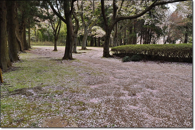 桜・・・千葉市・泉自然公園_b0053765_2131269.jpg