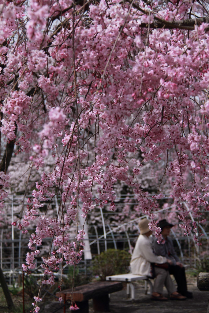 東谷山フルーツパークの八重紅しだれ桜 その３ 風を友にして