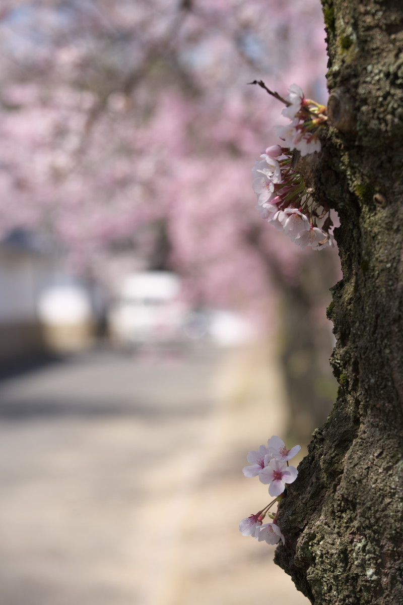 桜　2012  京都　<観修寺>_f0021869_0181334.jpg