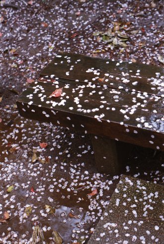 光が丘の桜状況＾＾_c0124773_2215074.jpg