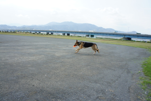 今日の病院と先週の河川敷散歩♪_b0233977_2158288.jpg