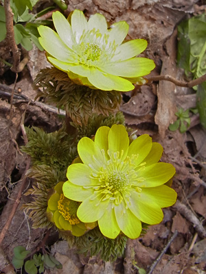 f0083977_15233780.jpg