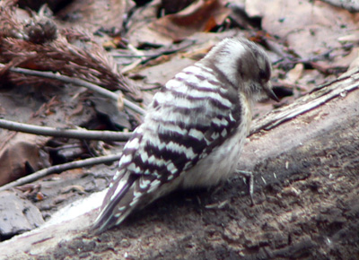 f0083977_22142378.jpg