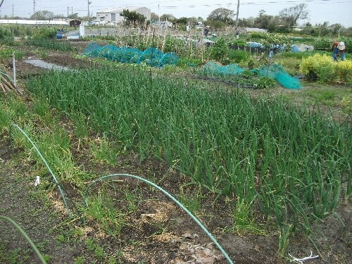 ビニール袋のスイカキャップと野菜の植え付け_f0018078_19354752.jpg