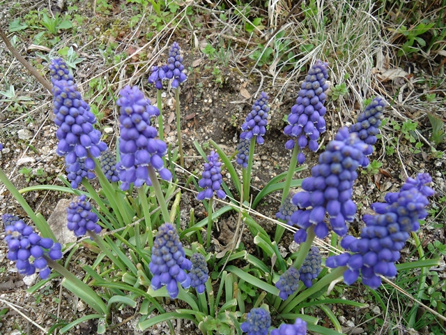 a0199979_1226771.jpg