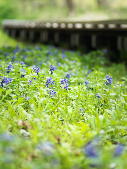 野川自然観察園～春色のお花たち～_a0161380_22421089.jpg