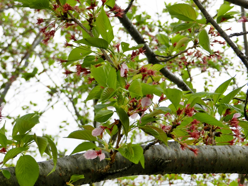 c0212783_4142081.jpg
