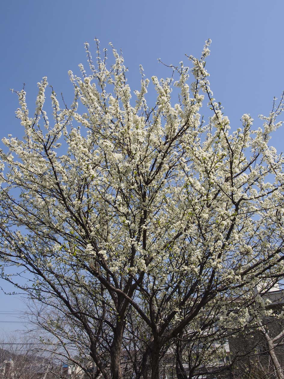 OM-D 桜_a0110584_20354193.jpg