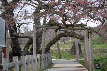 会津の五桜を取材してきました~♪_d0250986_10341711.jpg