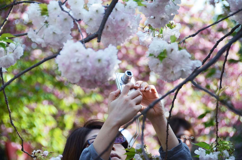 造幣局の桜_e0169286_23313273.jpg