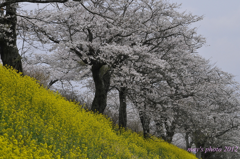 桜　vol.8_c0232987_1424655.jpg