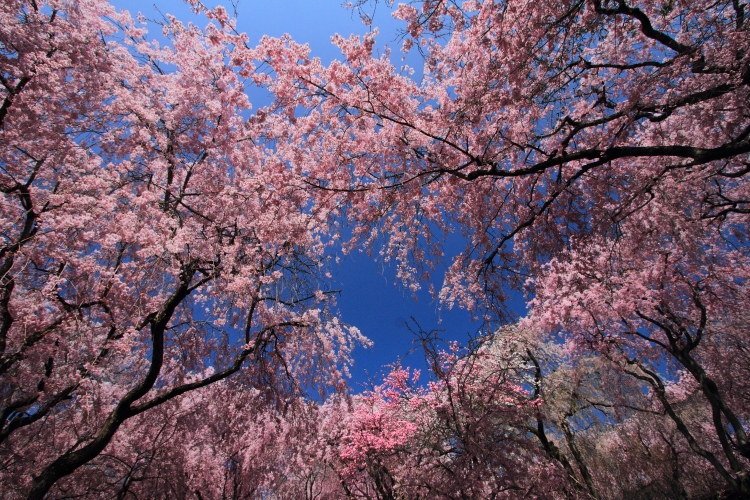 原谷苑_e0051888_3394090.jpg