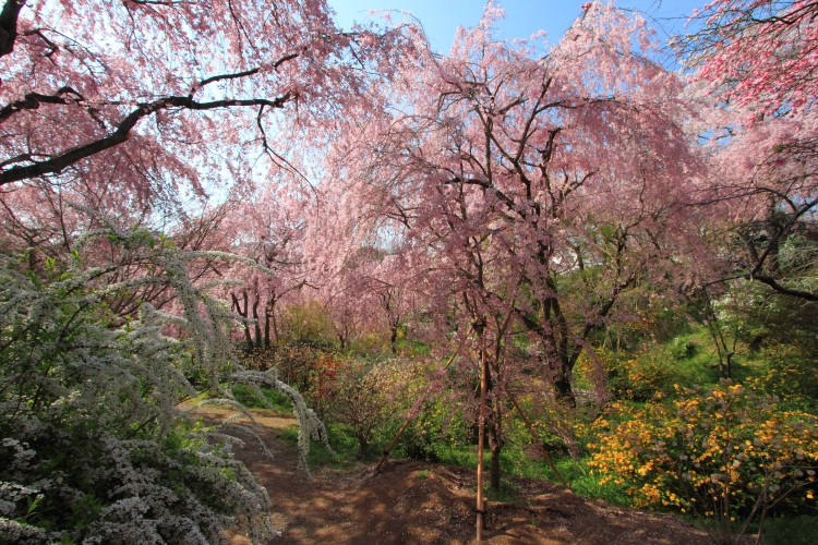 原谷苑_e0051888_3413997.jpg