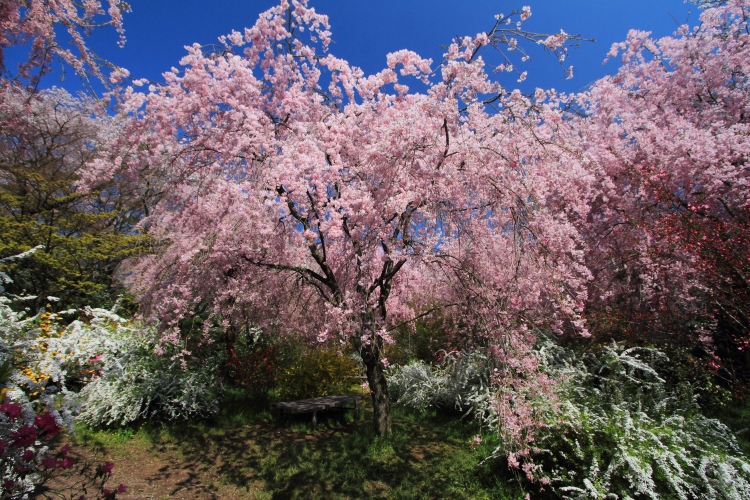 原谷苑_e0051888_3431014.jpg