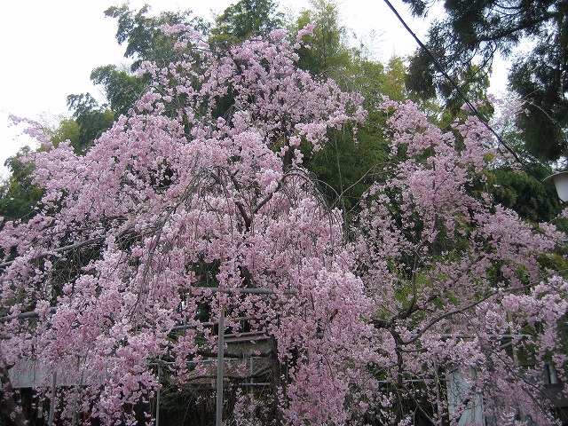 帰省日記　京都　平野神社の桜_c0087094_16364742.jpg