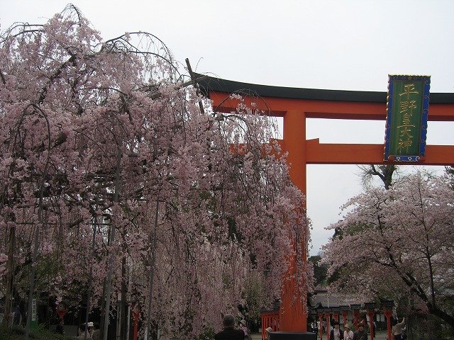 帰省日記　京都　平野神社の桜_c0087094_16371992.jpg