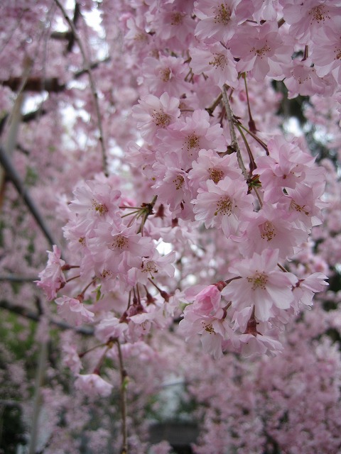 帰省日記　京都　平野神社の桜_c0087094_16383217.jpg