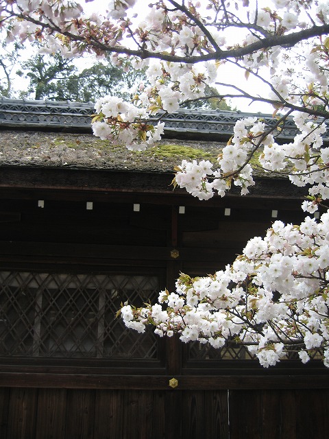 帰省日記　京都　平野神社の桜_c0087094_1644837.jpg