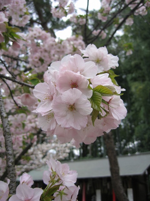 帰省日記　京都　平野神社の桜_c0087094_16455581.jpg