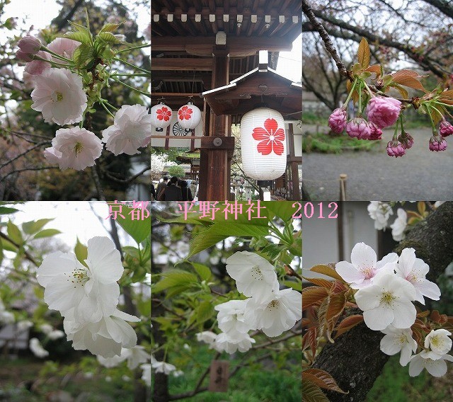 帰省日記　京都　平野神社の桜_c0087094_16523838.jpg