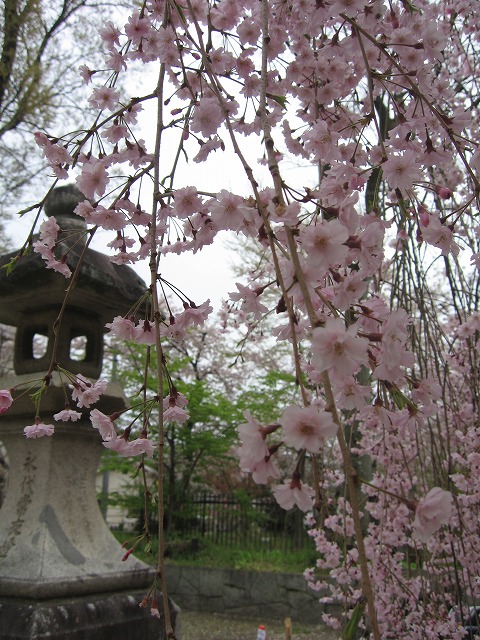 帰省日記　京都　平野神社の桜_c0087094_1658278.jpg