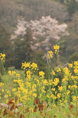 雨上がりの春散歩＠高水三山　　　　　　　2012.4.21(土)_c0213096_14134316.jpg