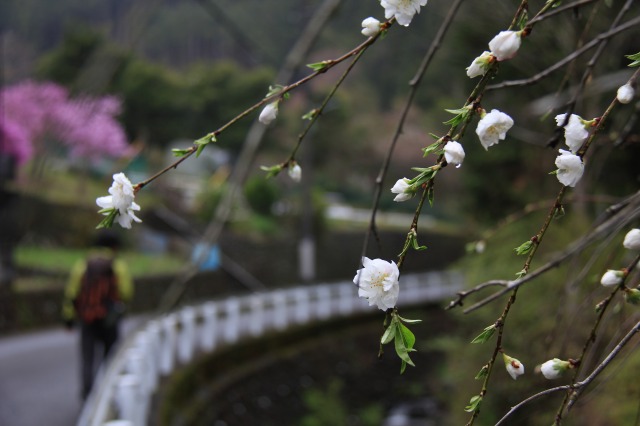 雨上がりの春散歩＠高水三山　　　　　　　2012.4.21(土)_c0213096_14191755.jpg