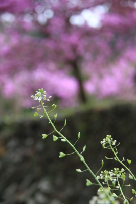 雨上がりの春散歩＠高水三山　　　　　　　2012.4.21(土)_c0213096_14212846.jpg