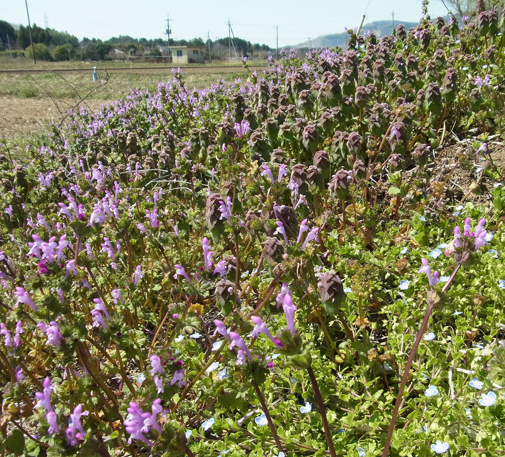 ベスト紫 花 春 野草 最高の引用コレクション