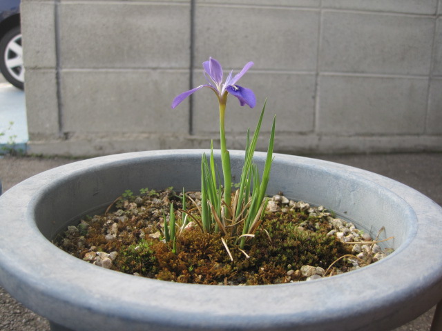 花いっぱいヽ(*\'0\'*)ツ _a0167998_17111471.jpg