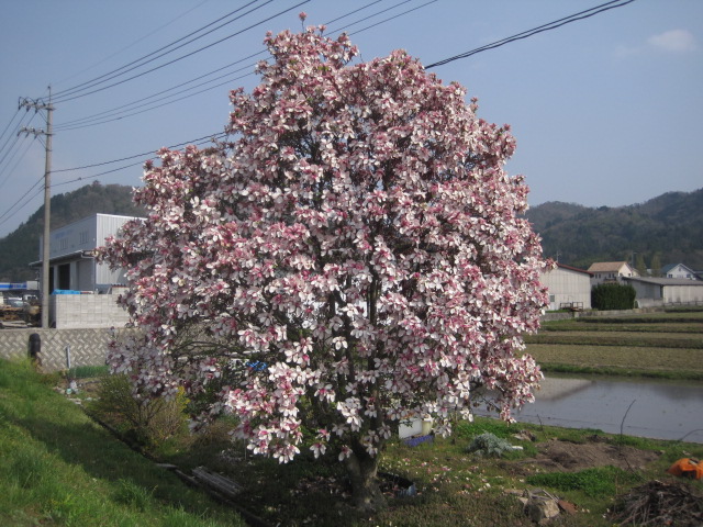 花いっぱいヽ(*\'0\'*)ツ _a0167998_18245966.jpg