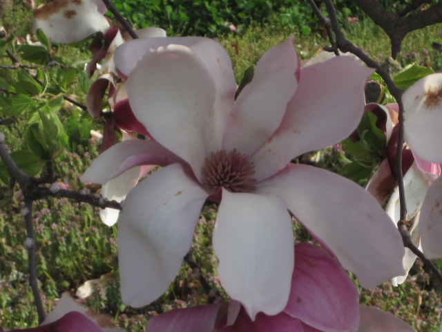 花いっぱいヽ(*\'0\'*)ツ _a0167998_18265247.jpg