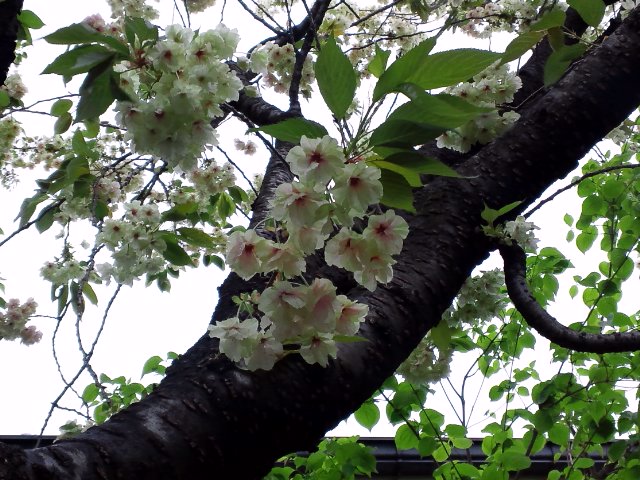 b0138798_1049421.jpg
