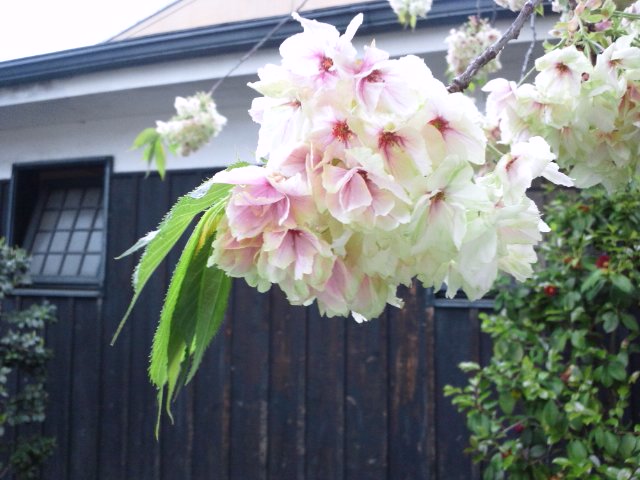 b0138798_1049469.jpg