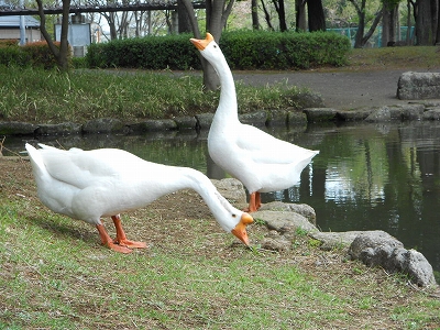 誰のおばあちゃん？えっ！私かい。_b0147203_22324057.jpg